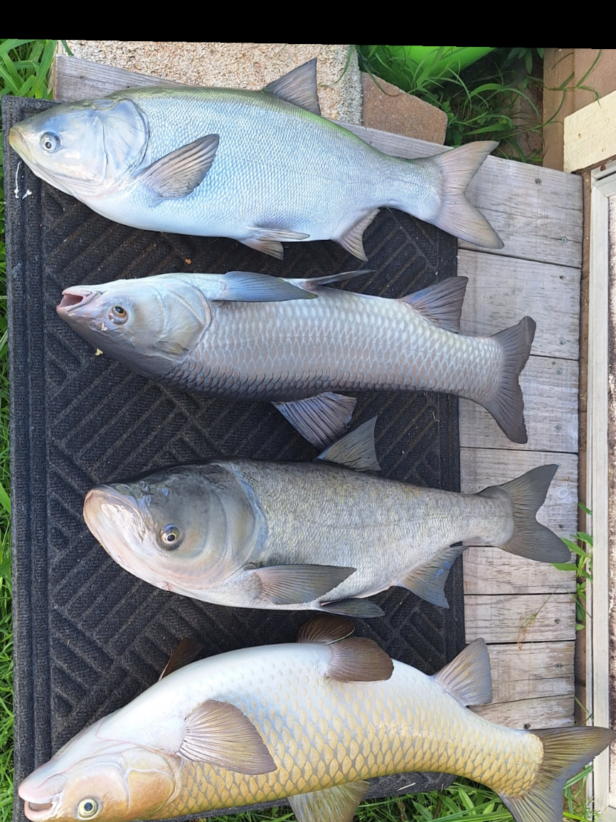 @SouthernScalesFishTaxi