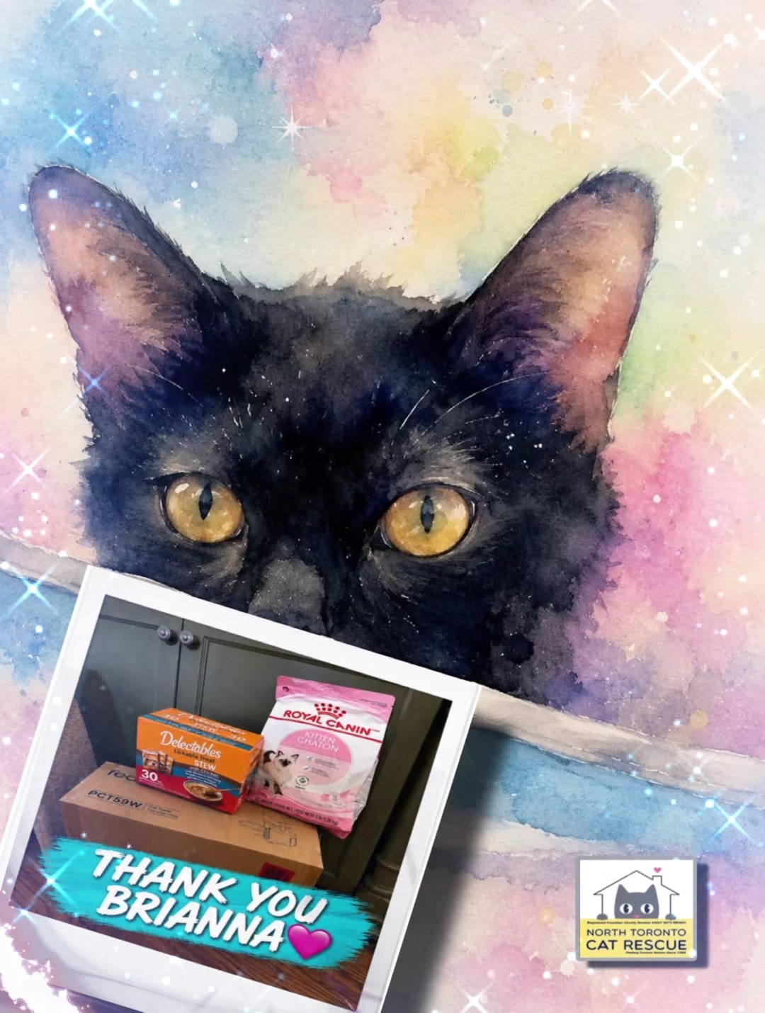 @North Toronto Cat Rescue
