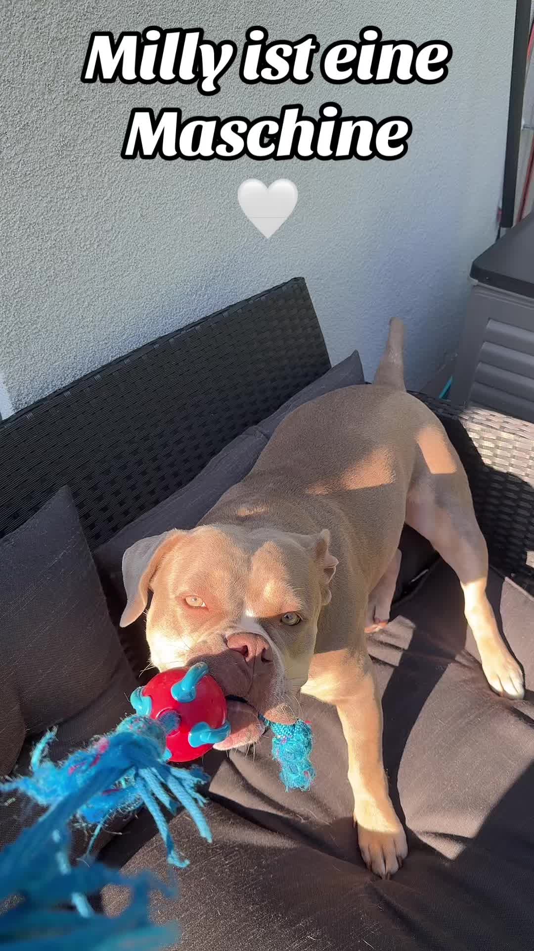 @Milly 🐶🥰
