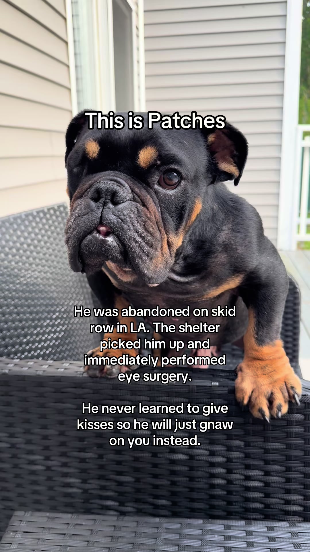 @Poptart The Bulldog