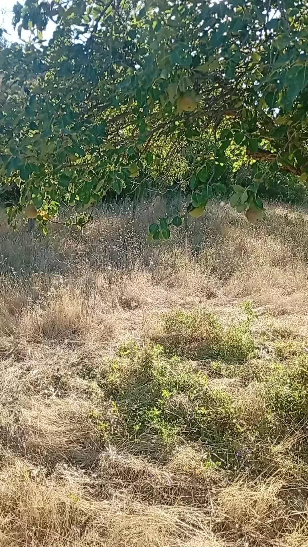 @özkan