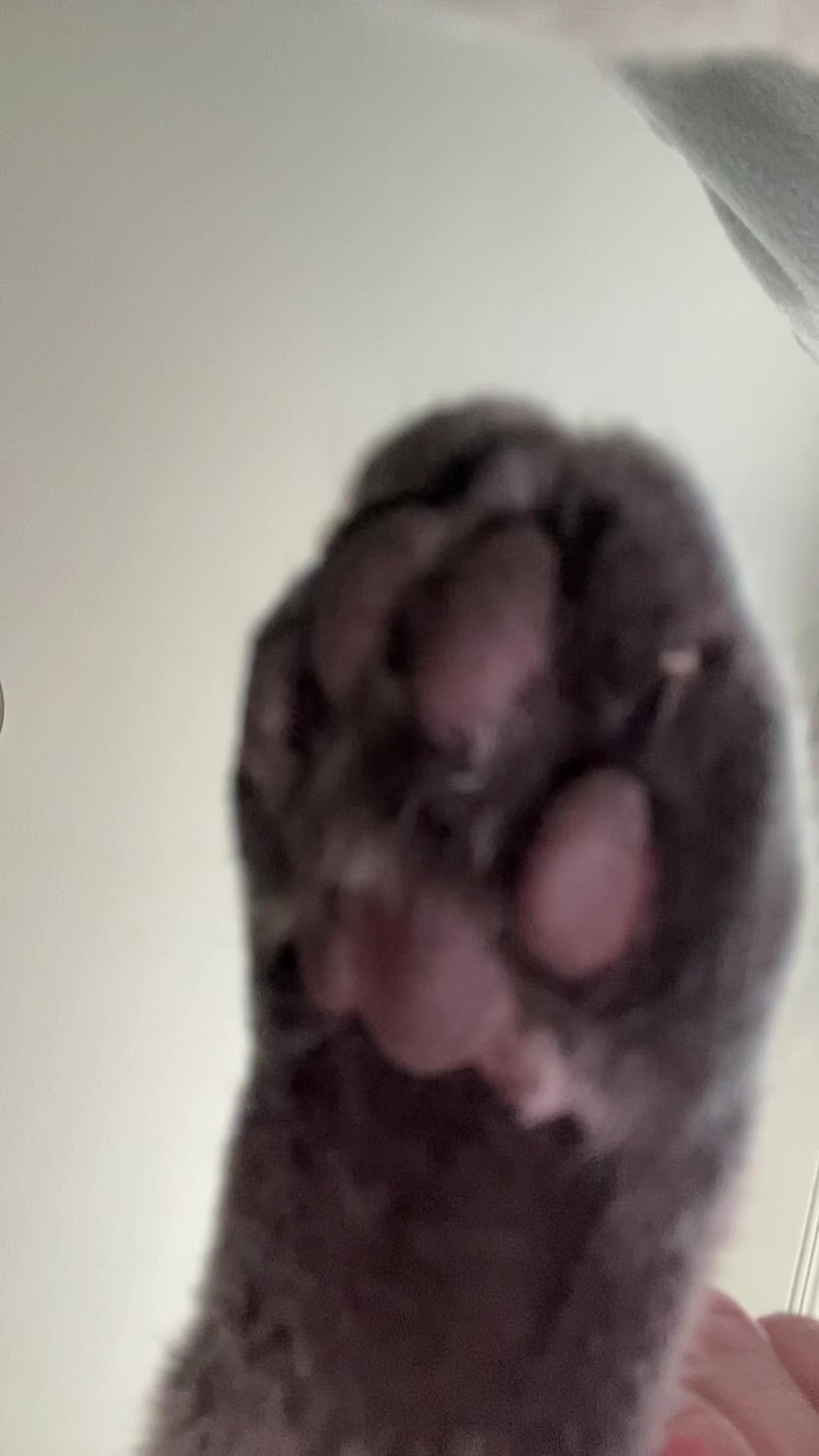 @Rose_taylor_2.22.22