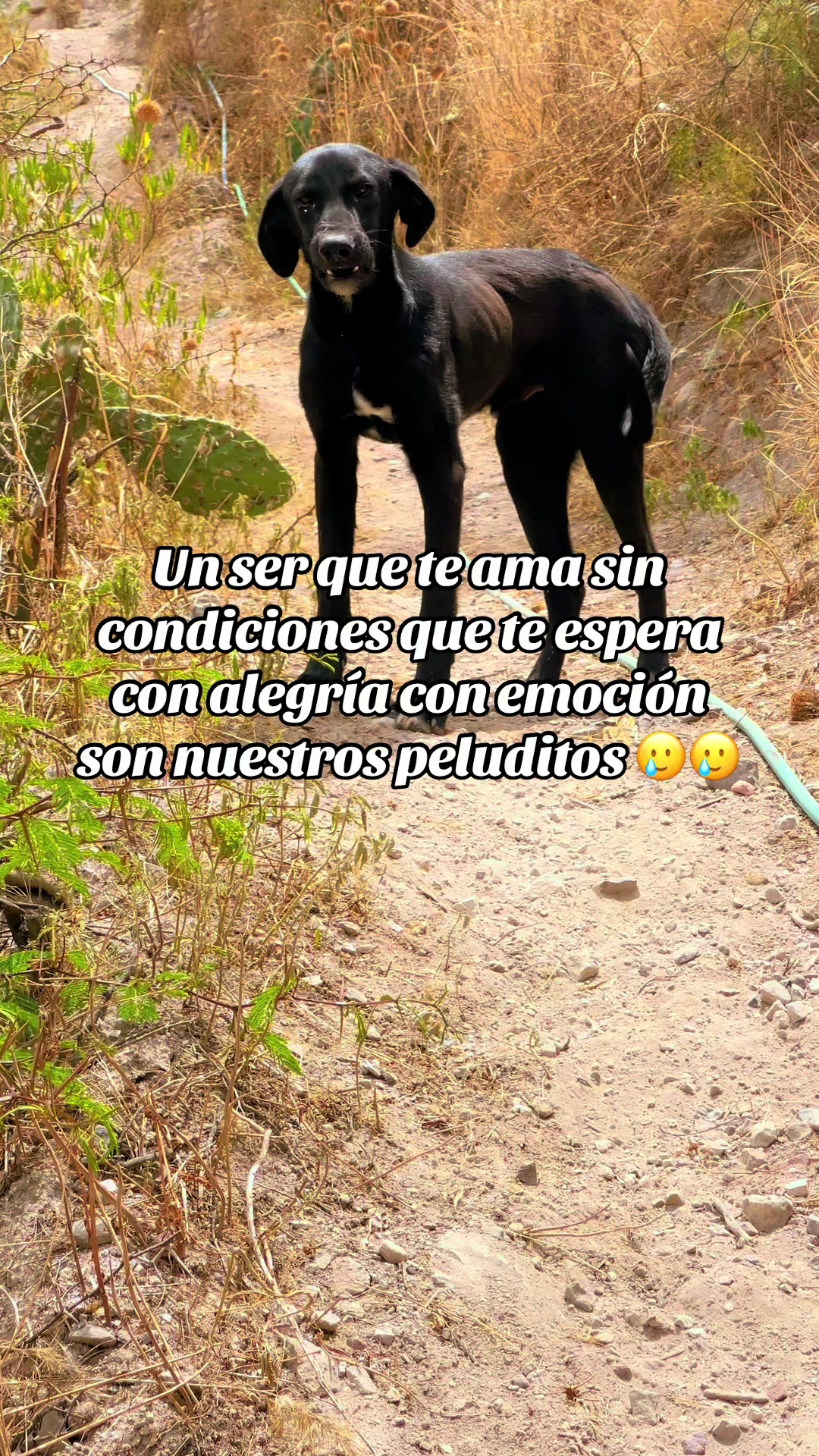 @AYSEL 🎤 🇵🇪🪷