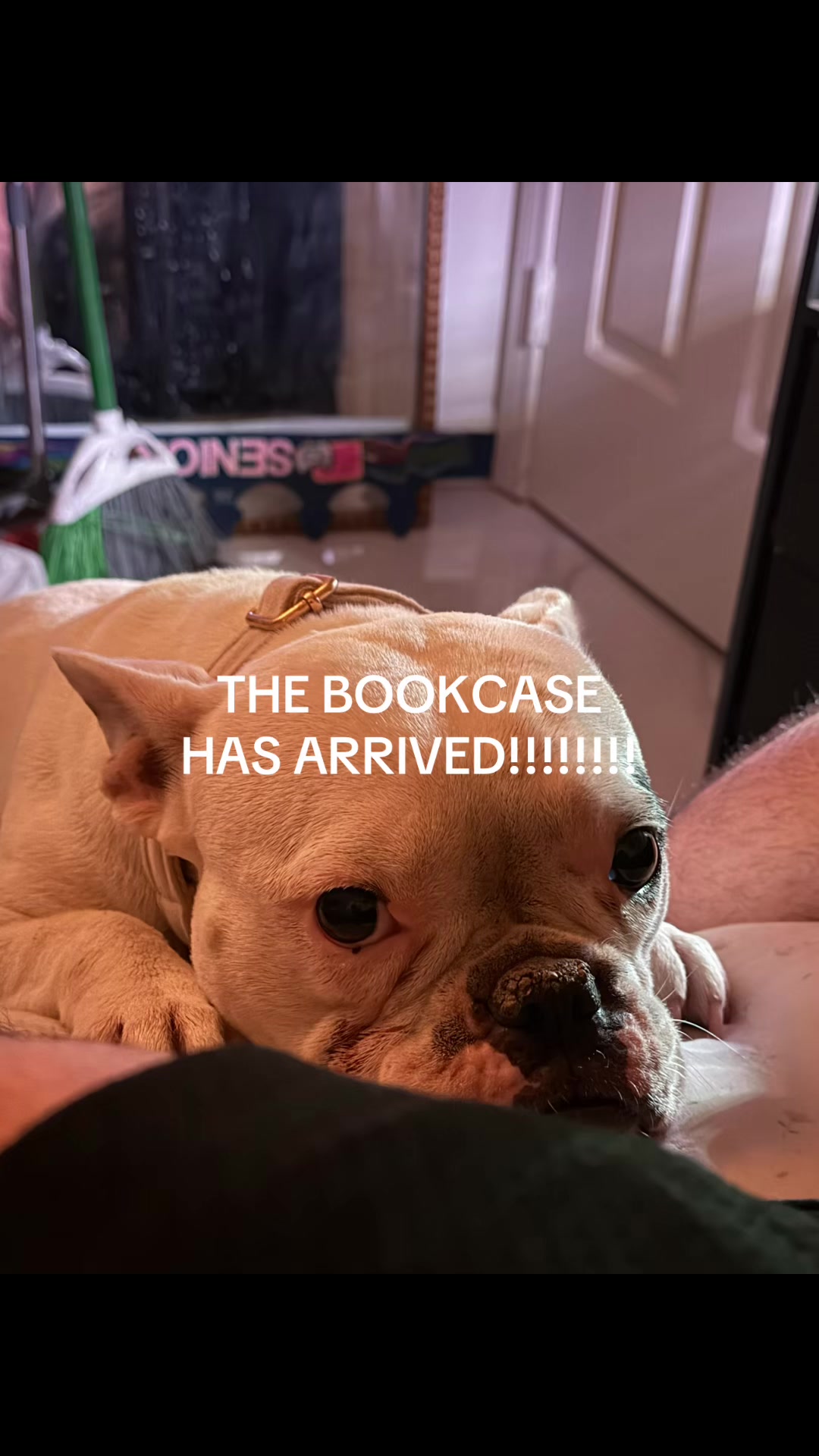 @rainbowunicornkittyshit
