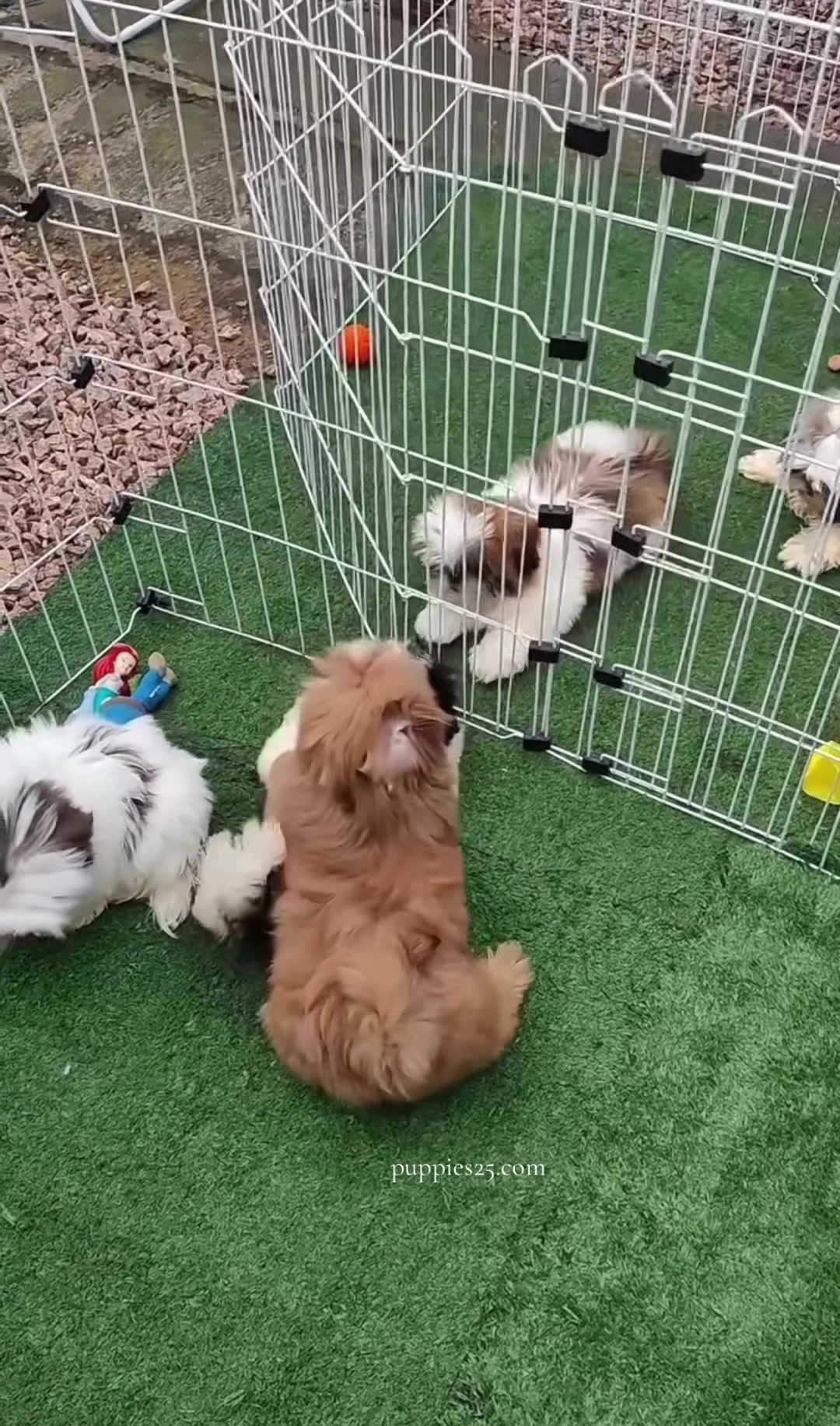 @PAWFECT