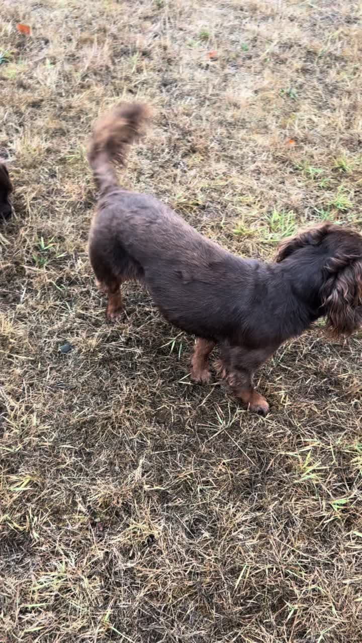 @Pipstar 🐕&zwj;🦺