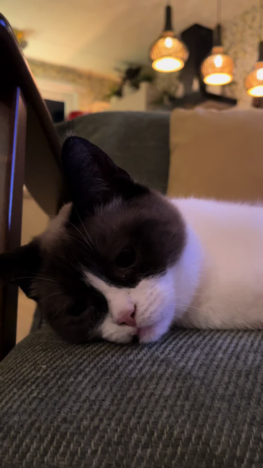 @grumpycattommyandfriends