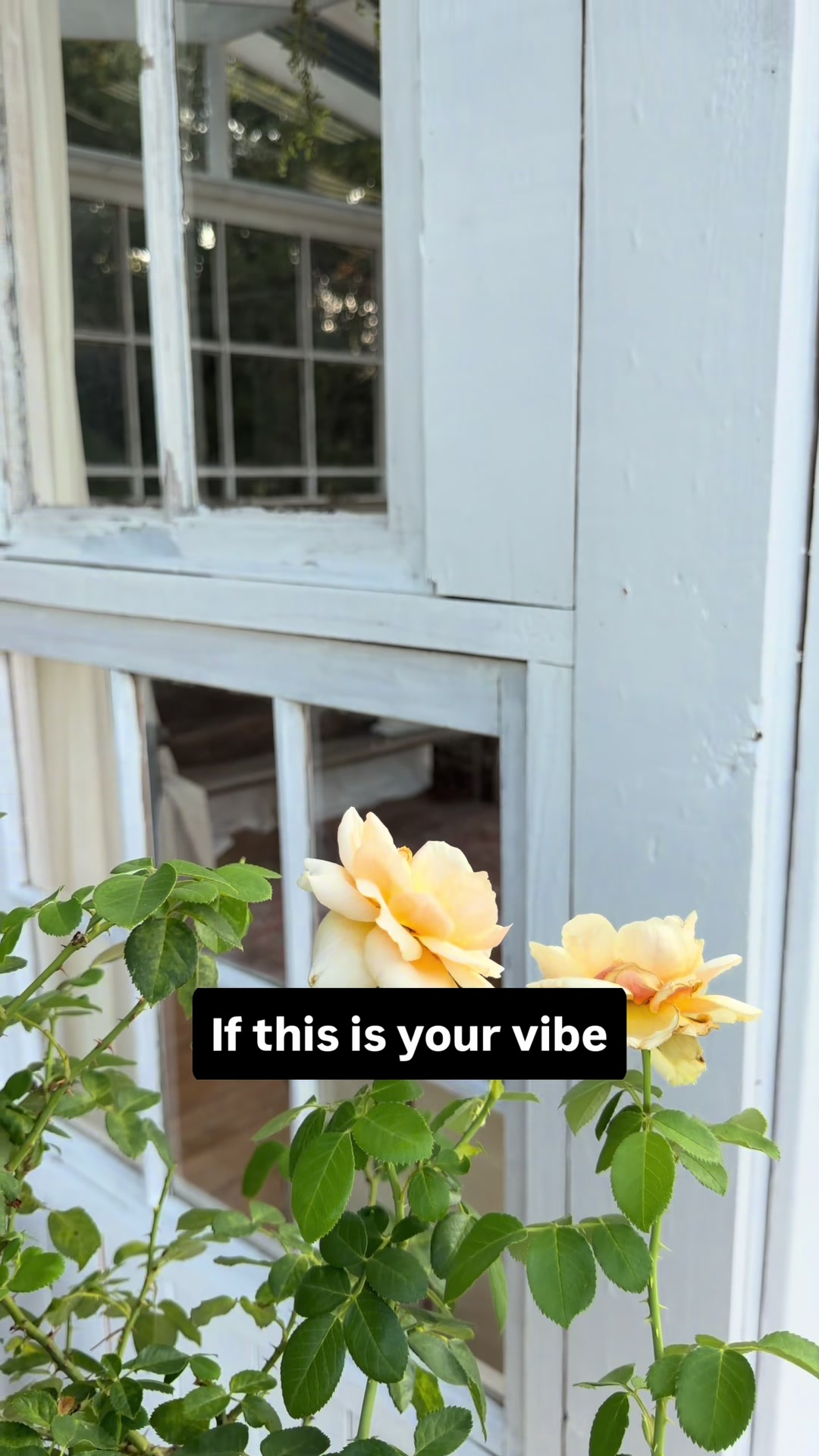 @Glasshouse TX Farmhouse Blooms