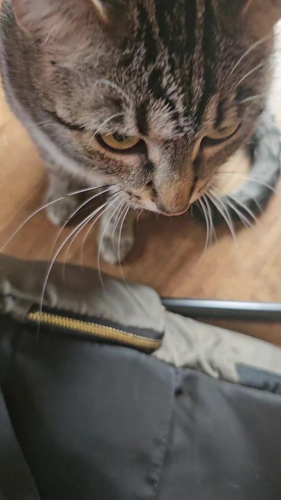 @Catgaga