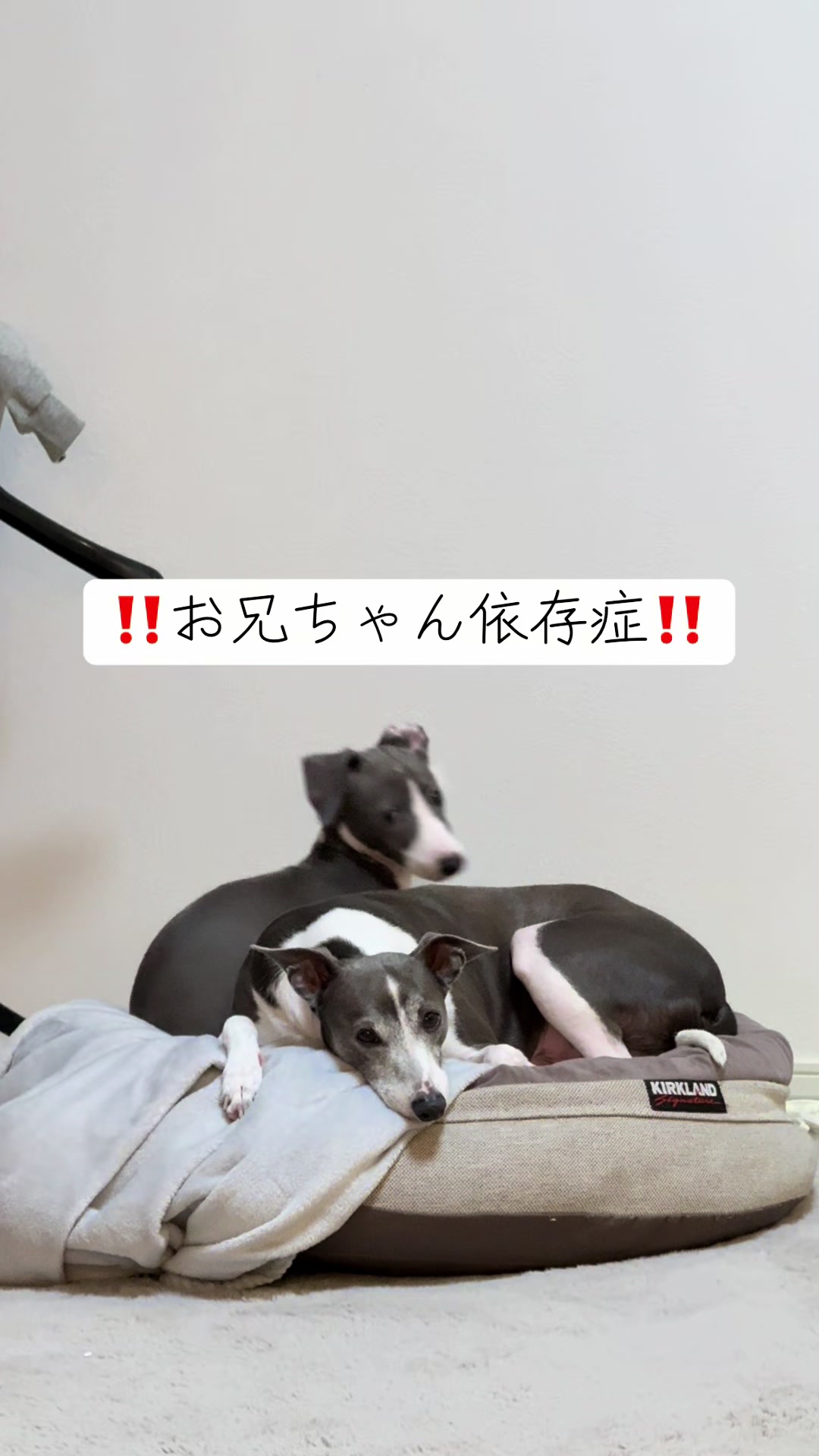 @バディーとジュニア