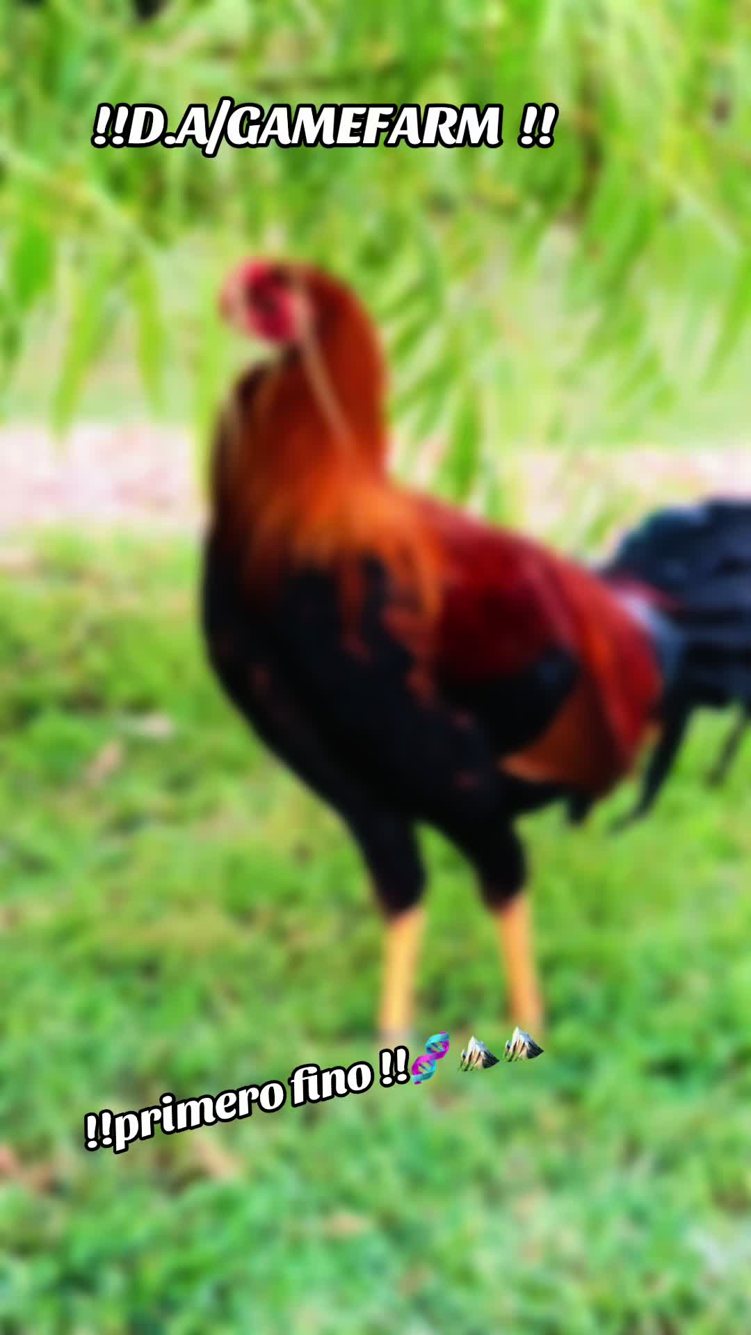 @DAgamefarm