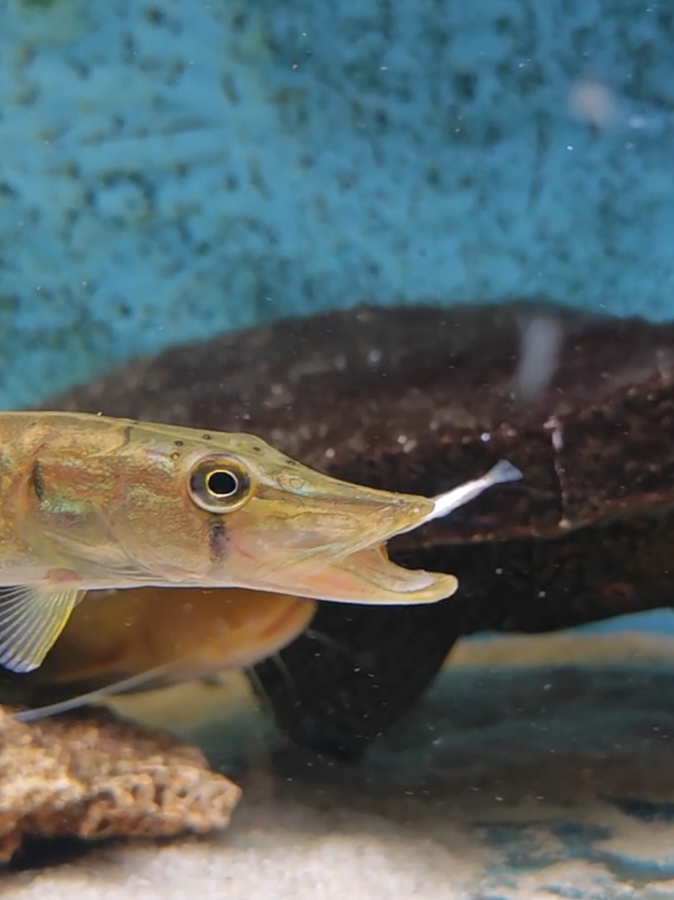 @predatoryfishtank