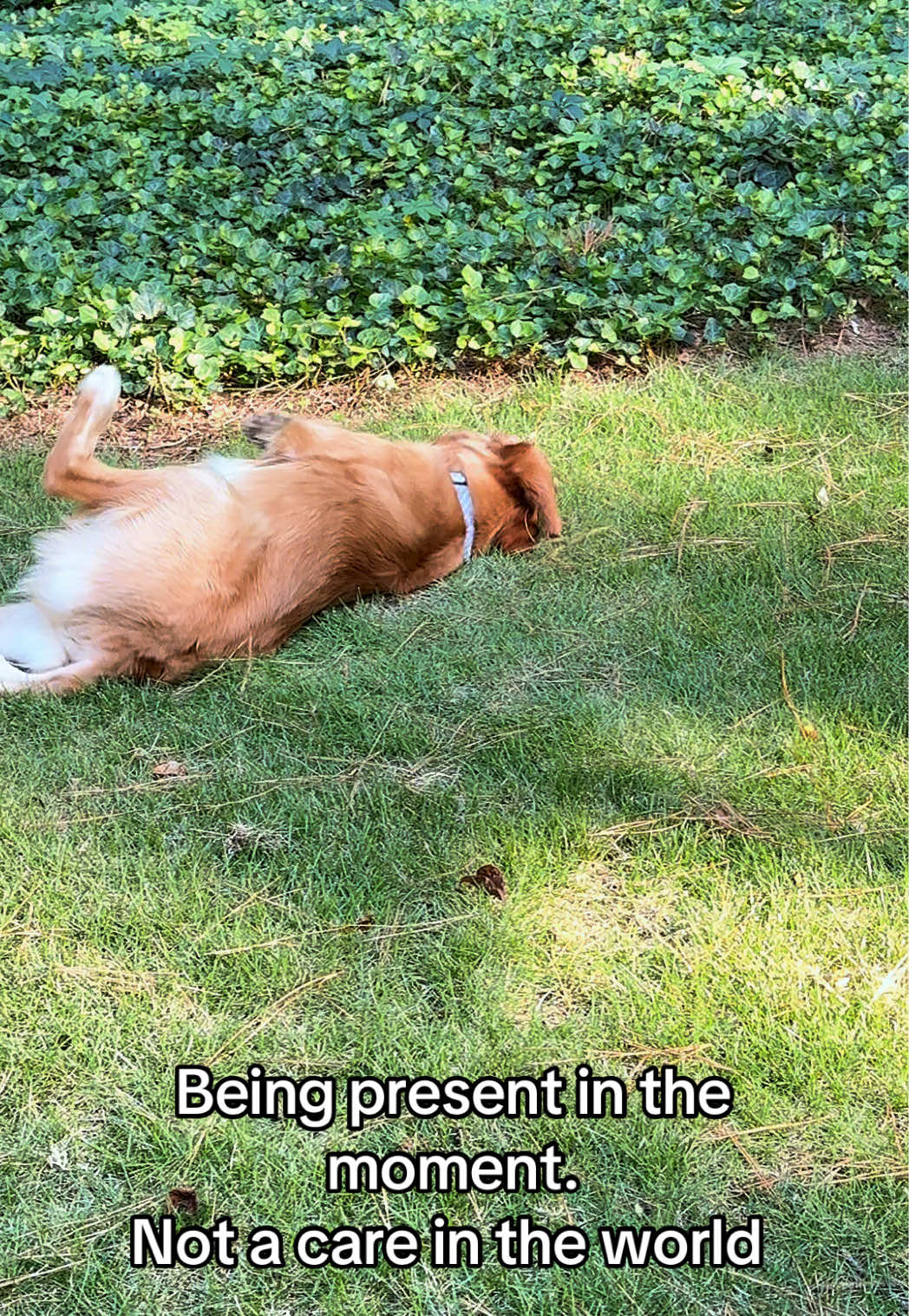 @Charlie the Golden