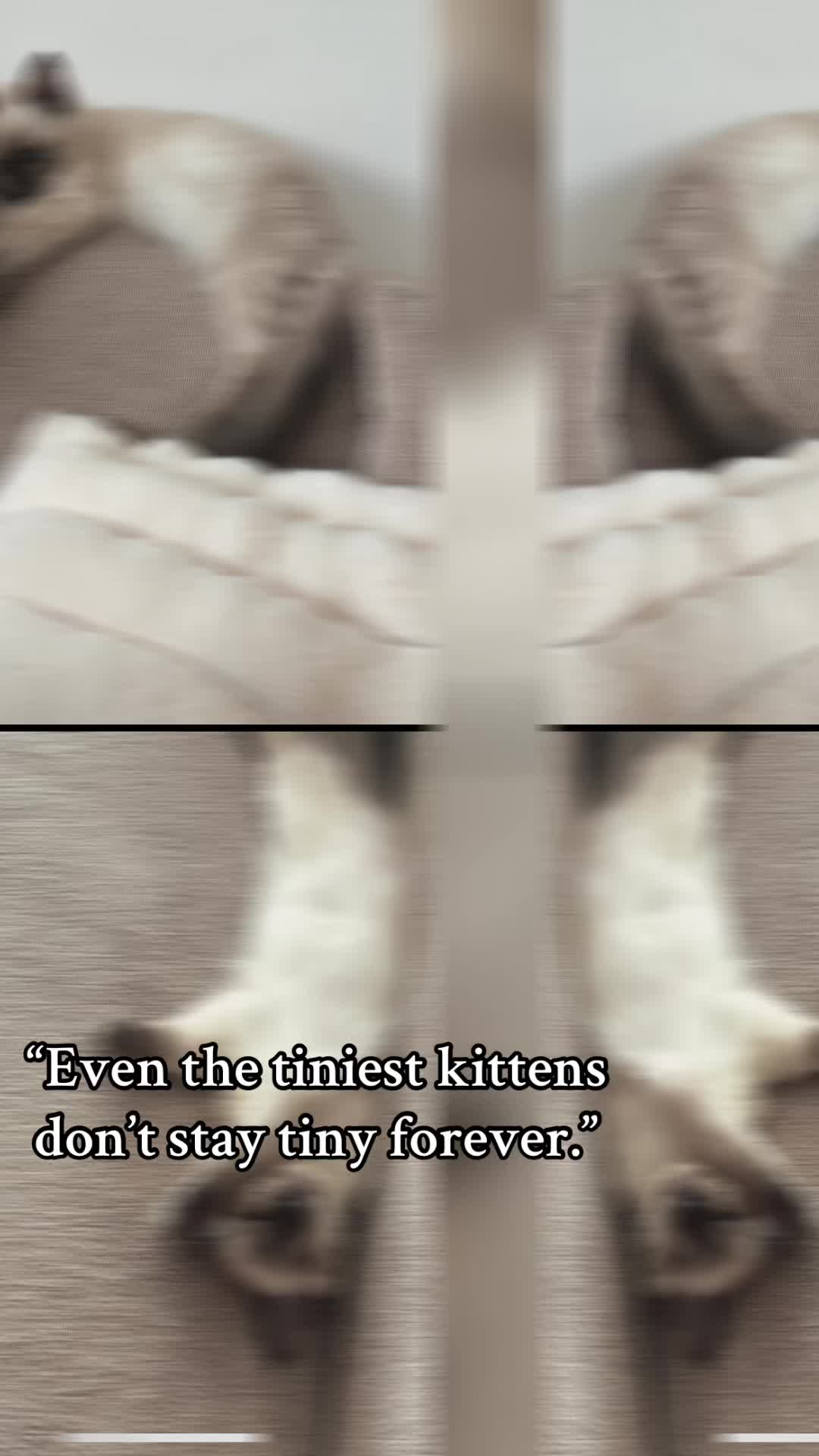 @Amadeus the ragdoll