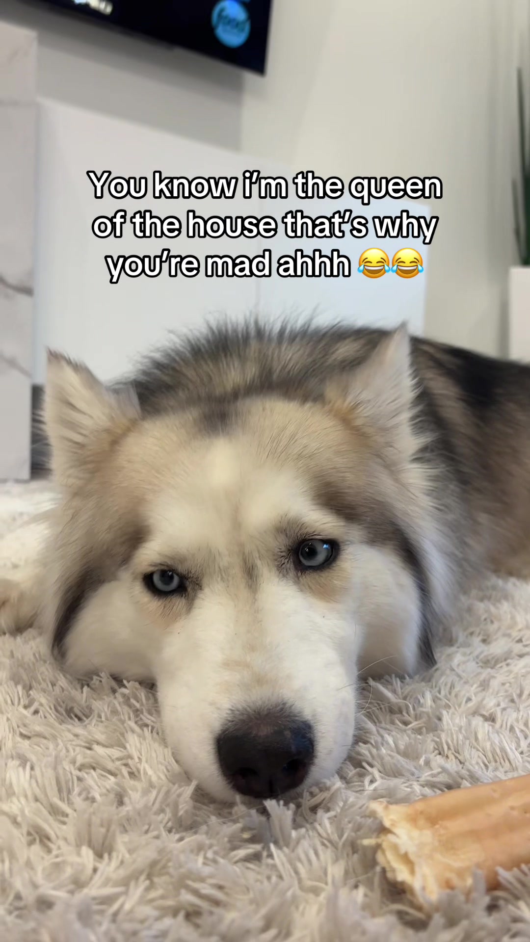 @lifewith2huskies