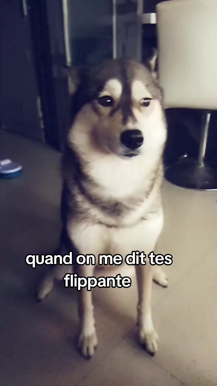 @werewolf 🐺dog de l'enfer➕👺😈