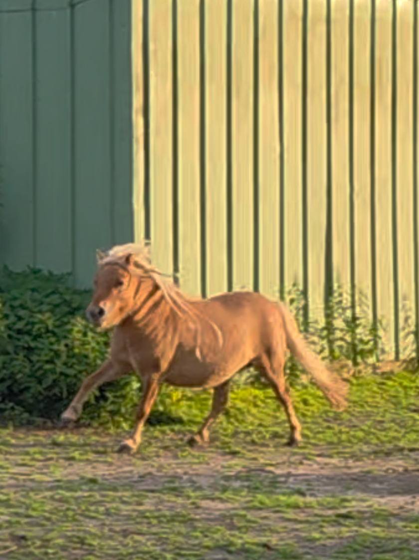 @Josys_Ponyhof-leben