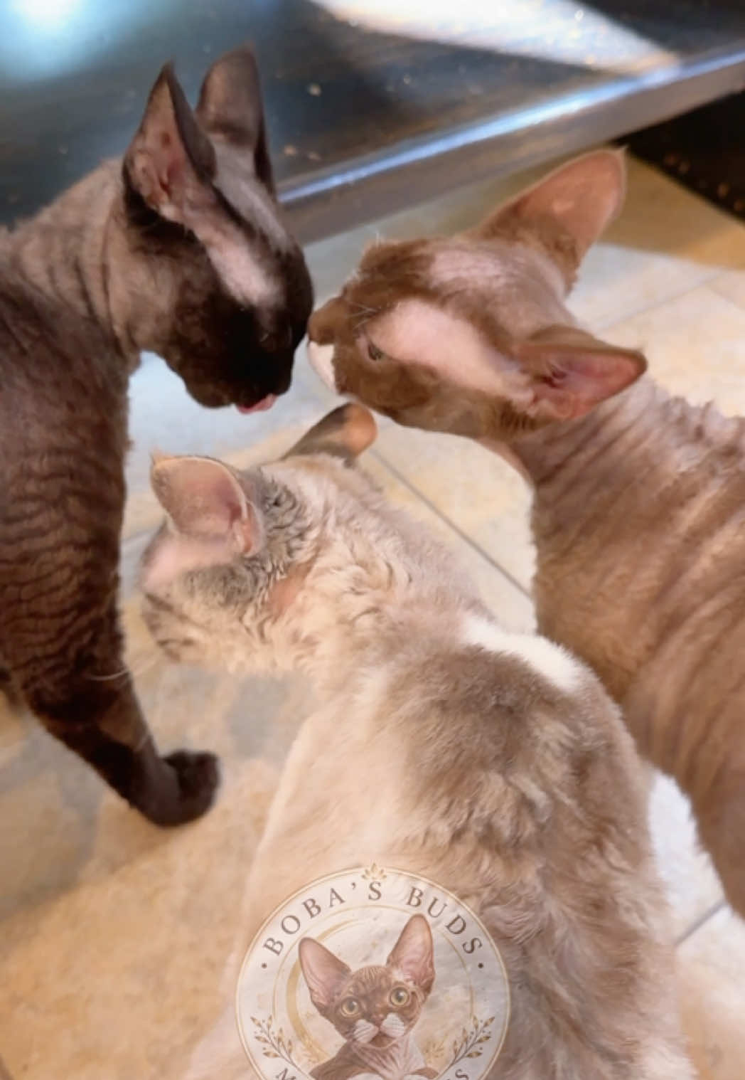 @Boba’s Buds Minskin Cats
