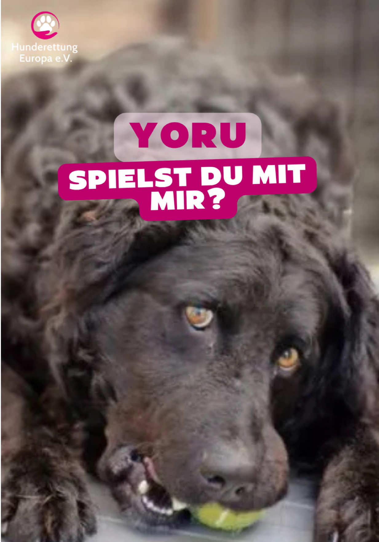@Hunderettung Europa