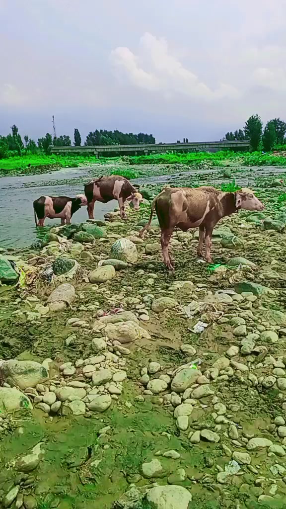 @ASAD Sarkar123