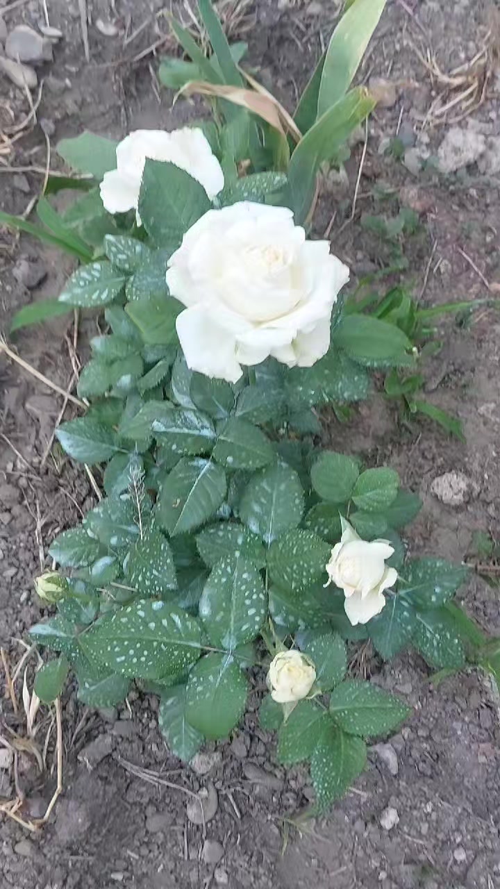 @@@თამო@@