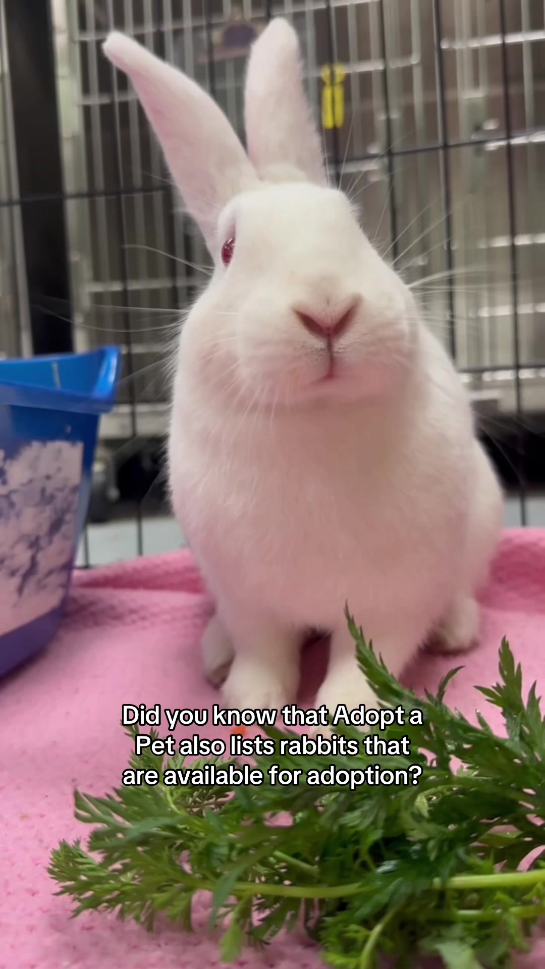 @Adopt a Pet