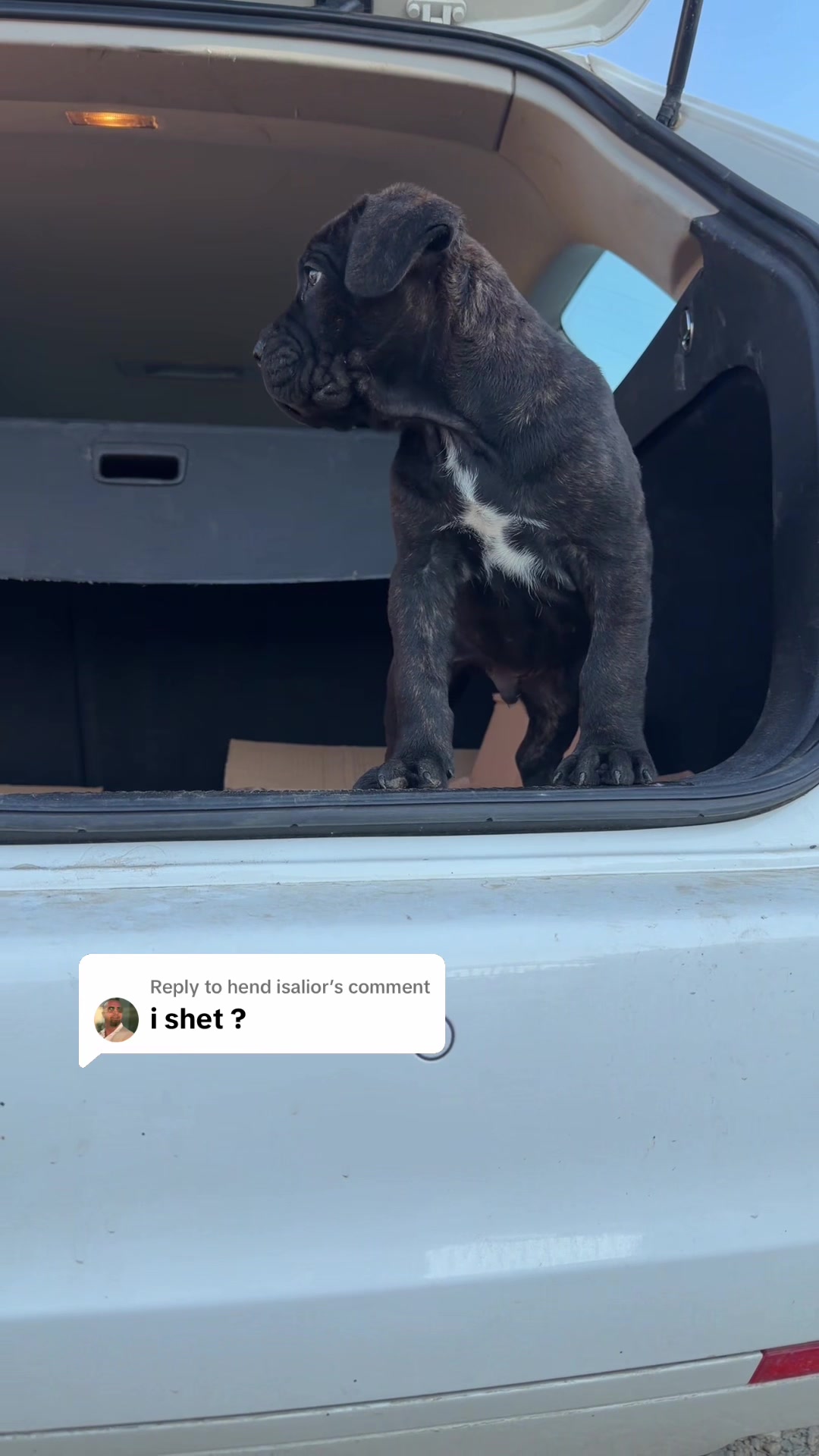 @AlbaniaCaneCorso Kennel