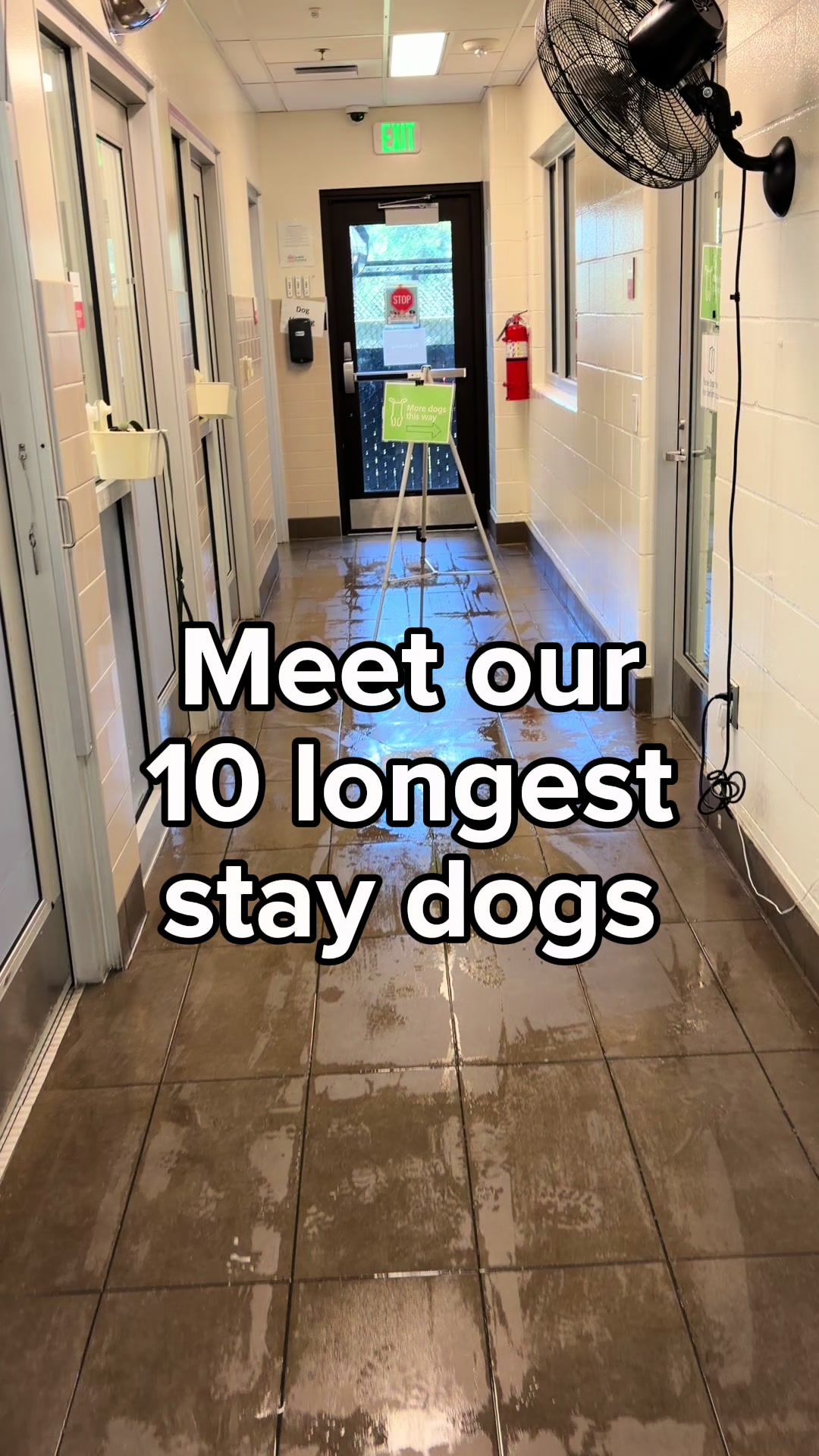 @Seattle Humane