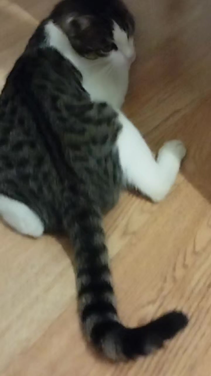 @🐾