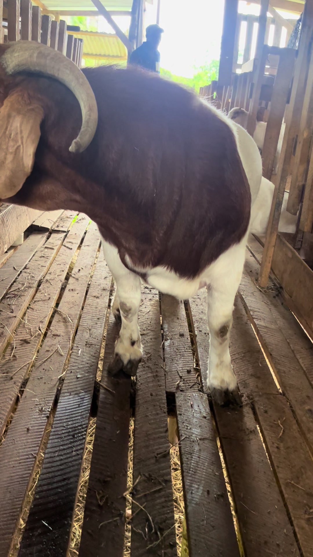 @Velaro Farm