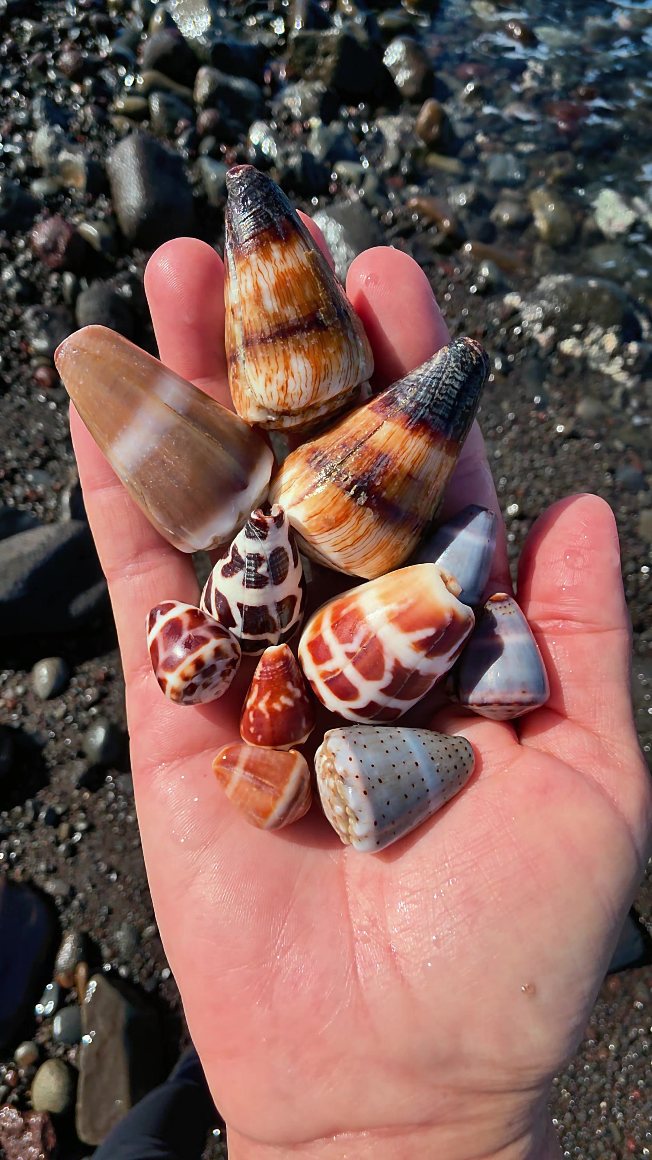 @Noe 🐚 Shells