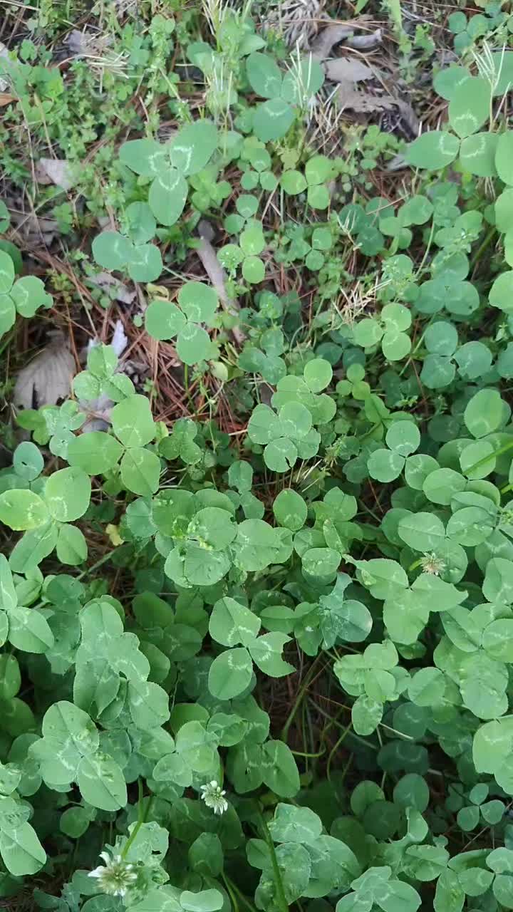 @🖤☘️L&uuml;ck&yuml;☘️🖤