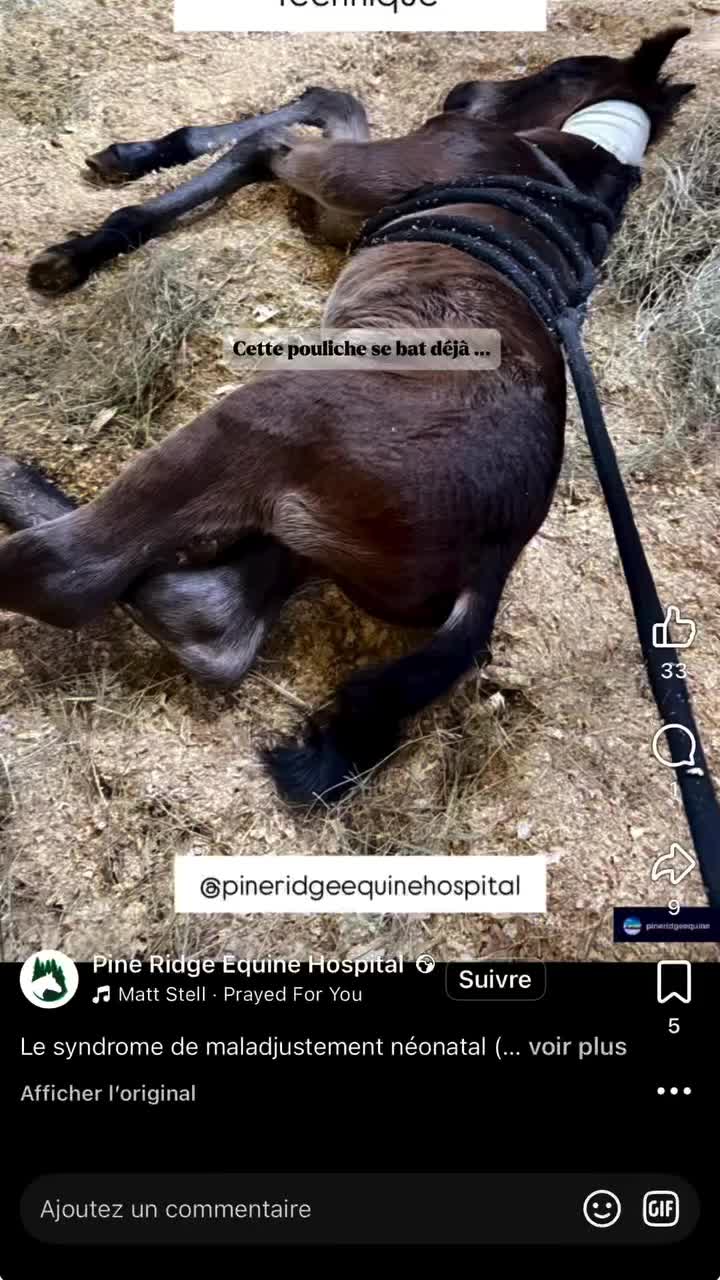 @LA PANTA Horse Ethic Ranch