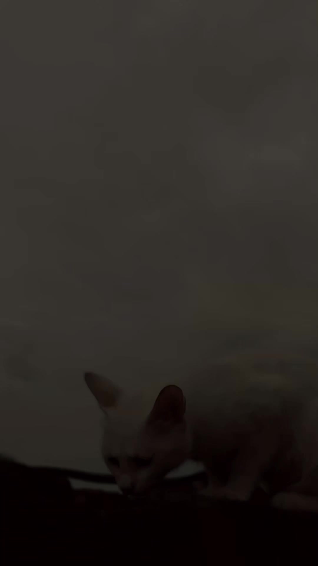 @🎭｡