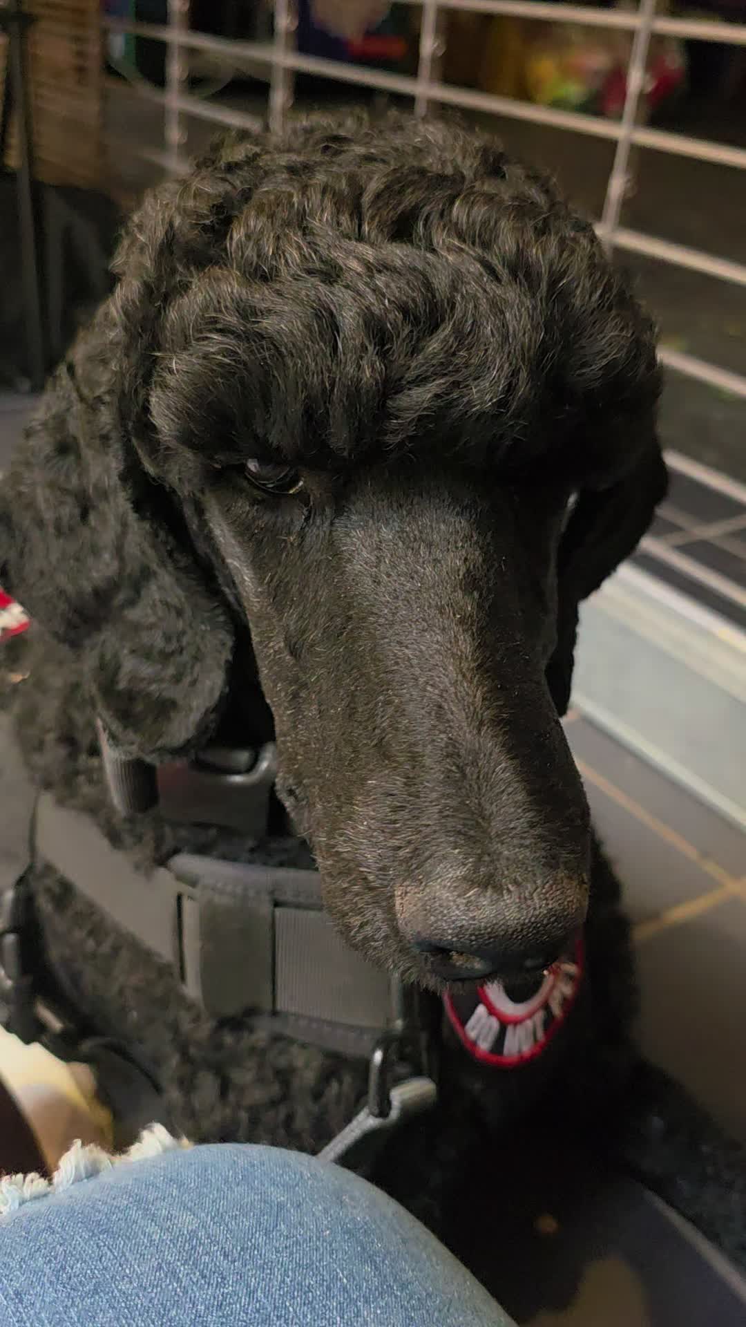 @Canine Wonders Training