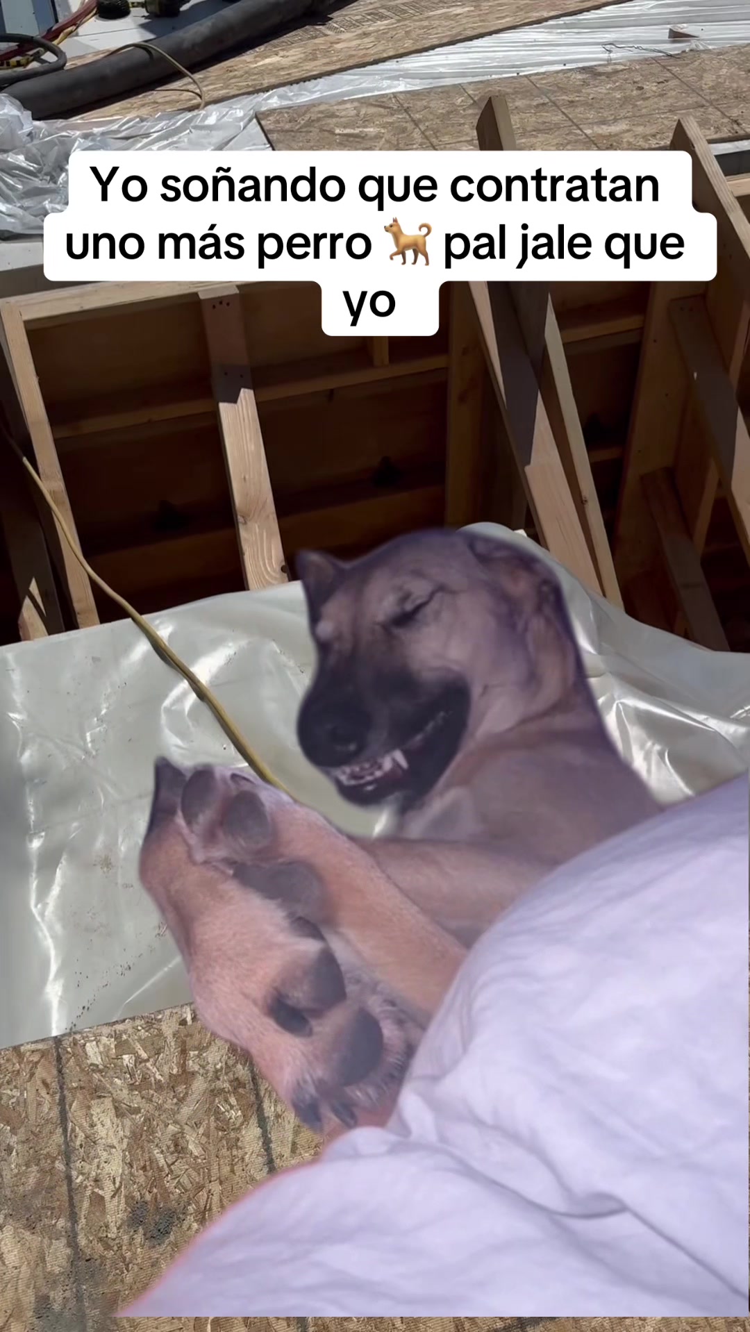 @Elgatoparado-05