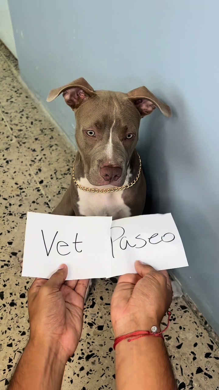 @Thor El Pitbull