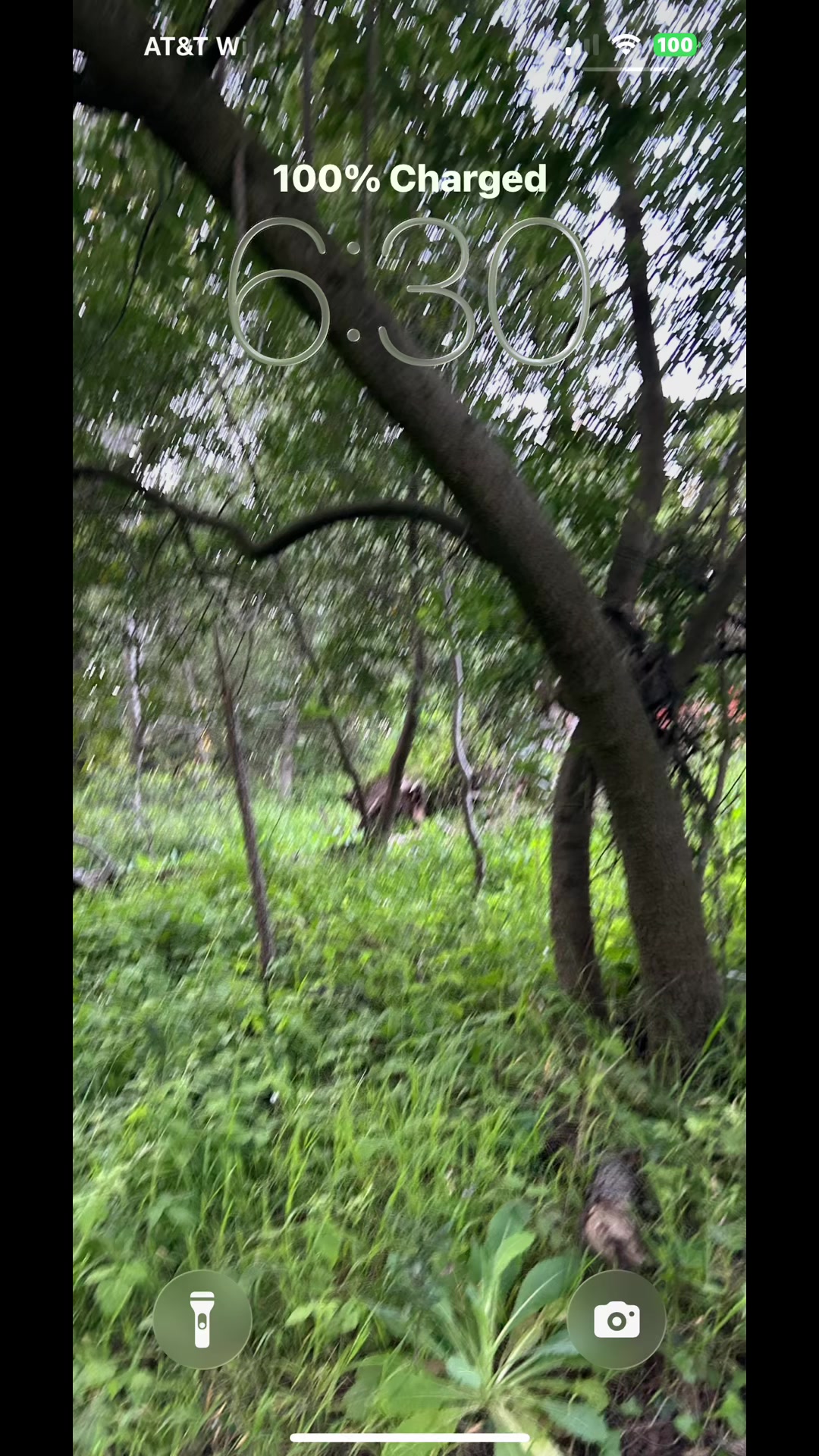 @🌲Forest Friend🌲🙏💗