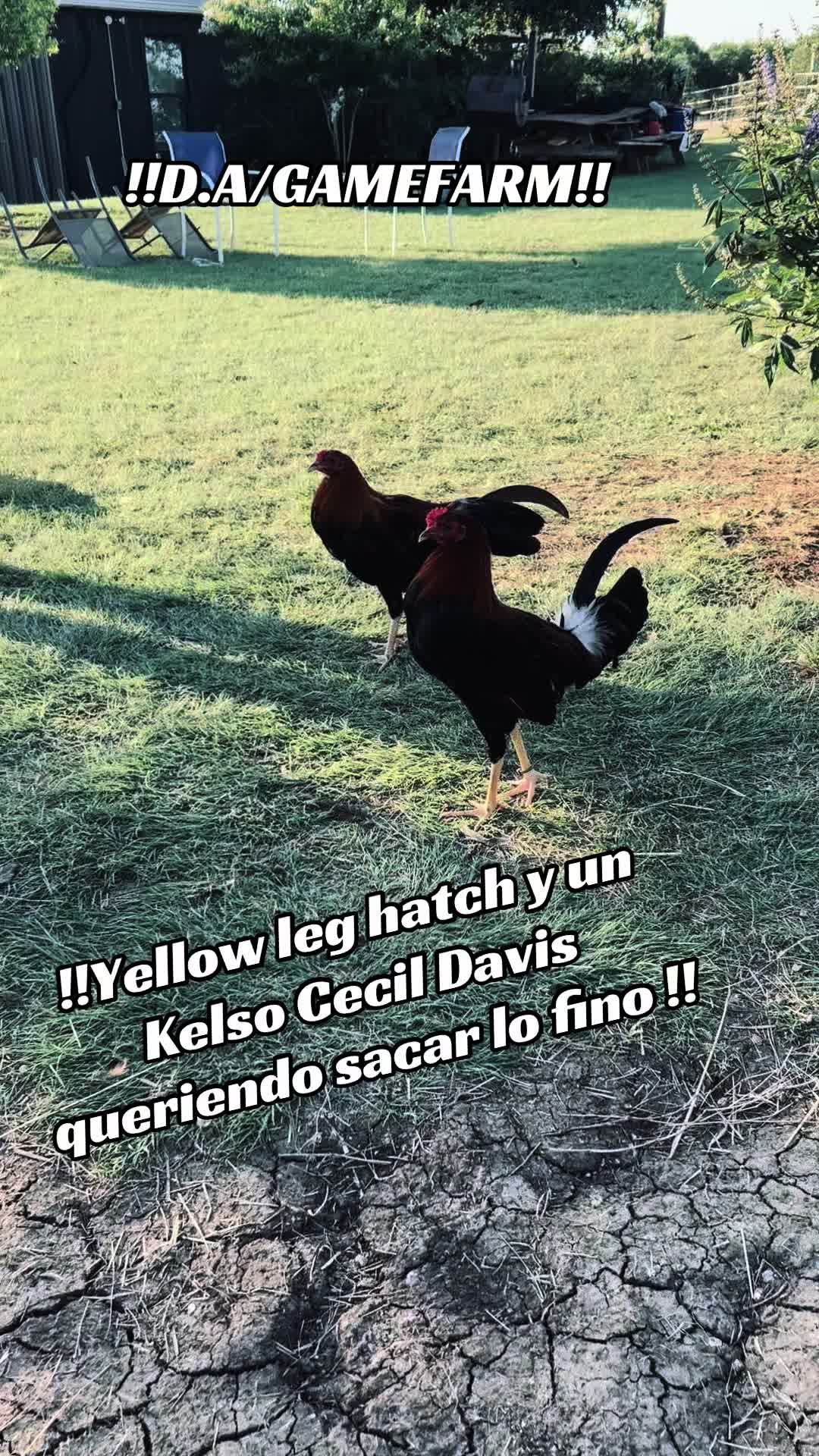 @DAgamefarm
