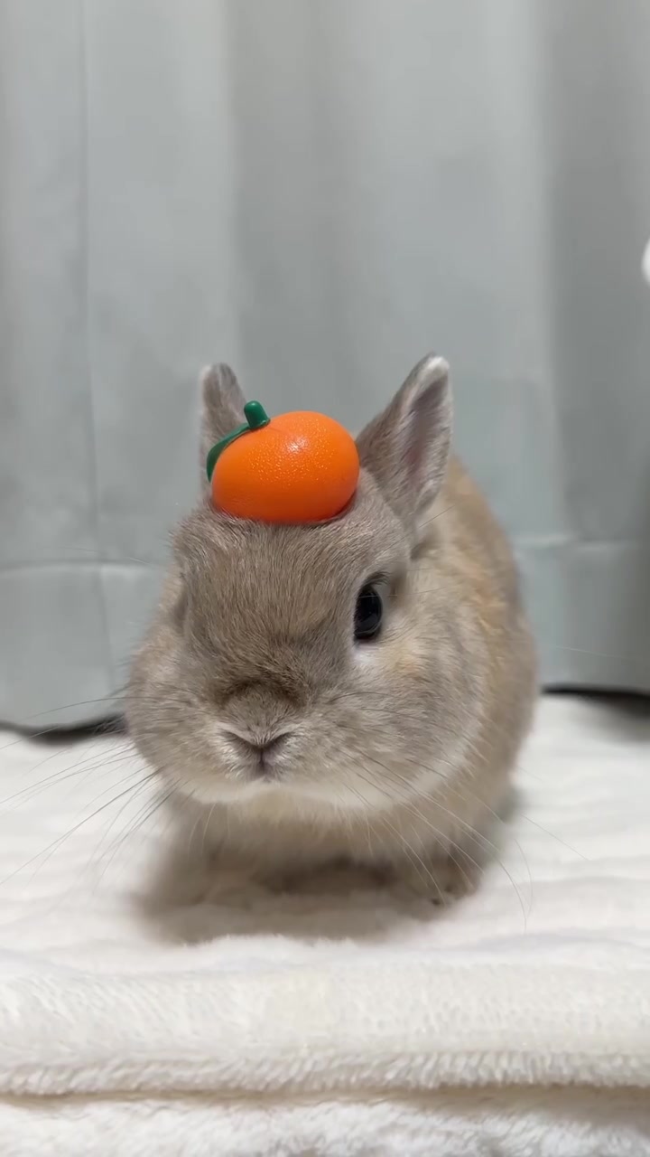 @うさぎのぷっしゅ