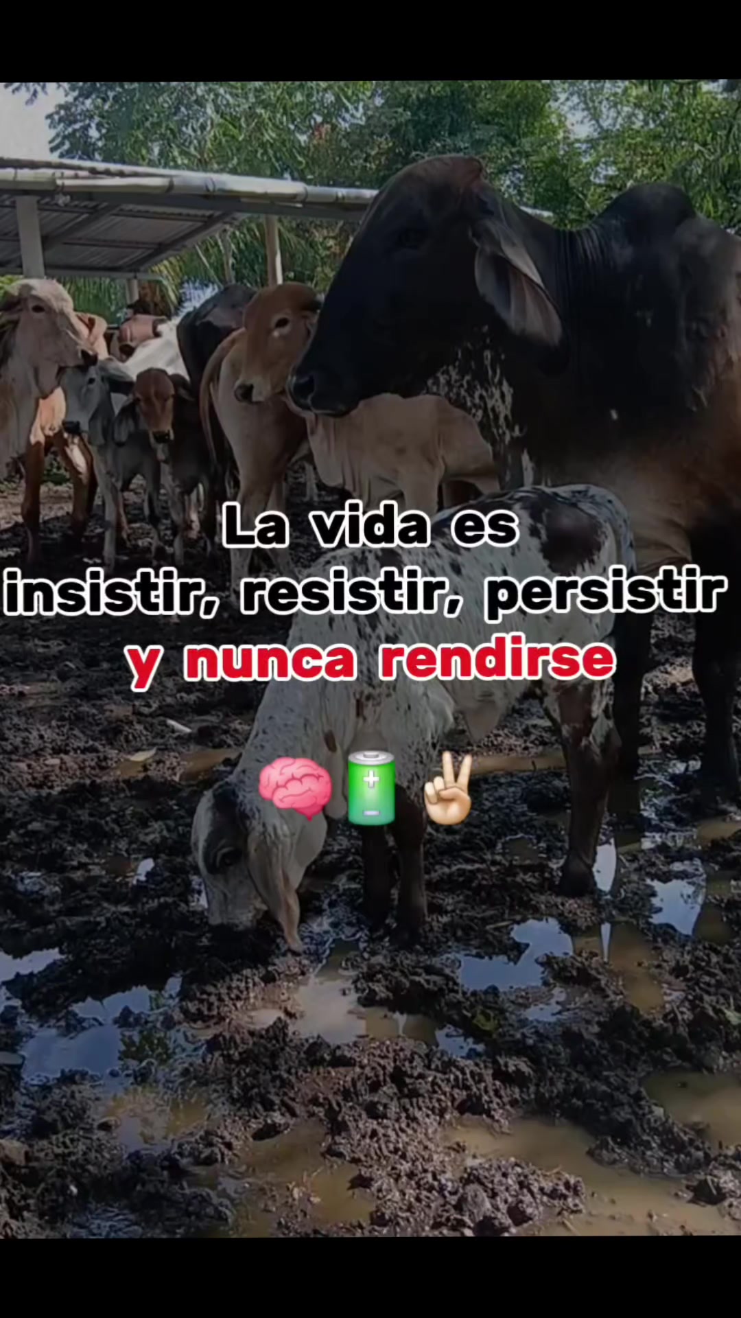 @❤️👏🍒𝘀𝗮𝗿𝘆𝘀𝗮𝗻🧸🎀🍃