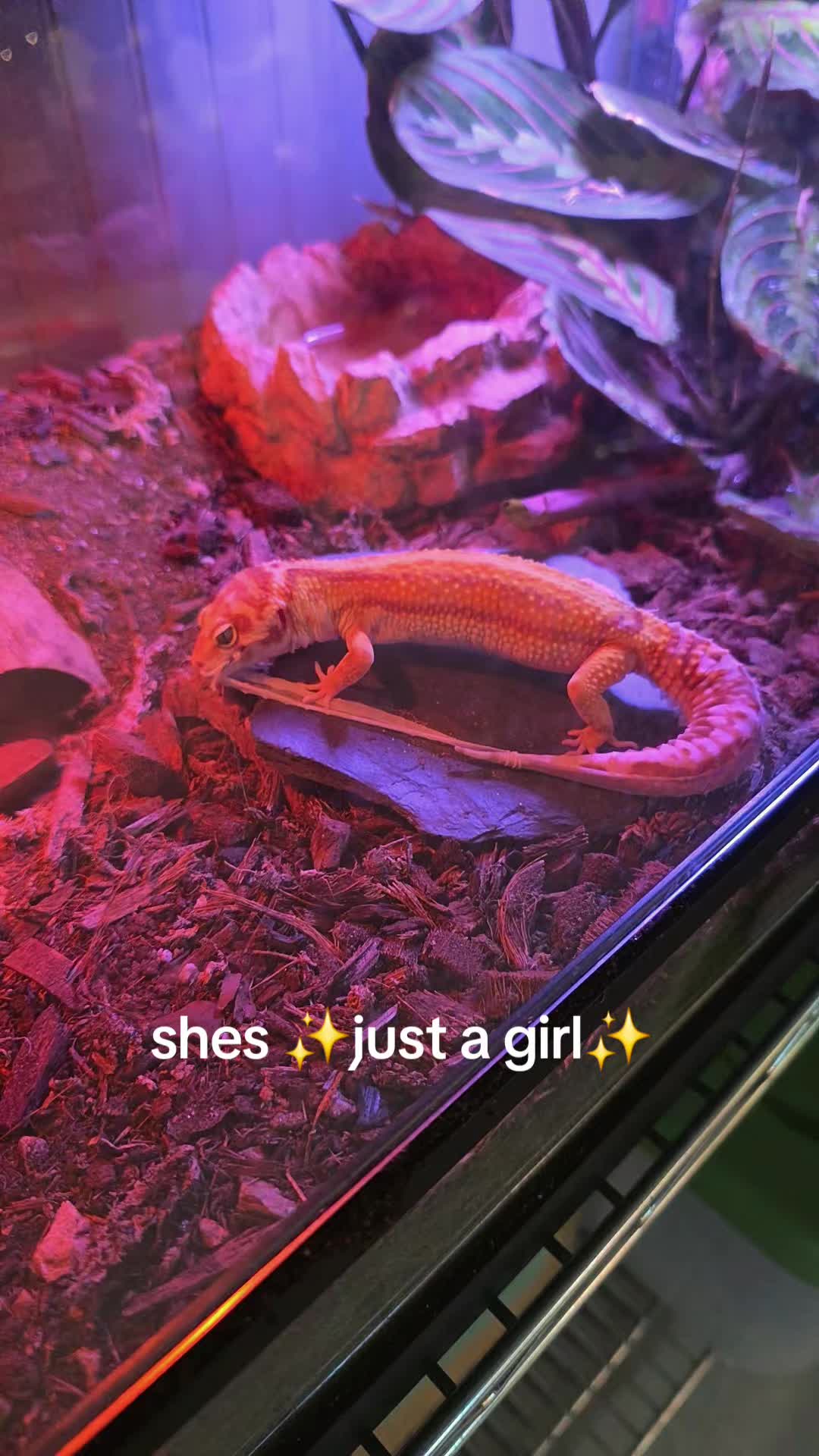 @Mystic.Morphs