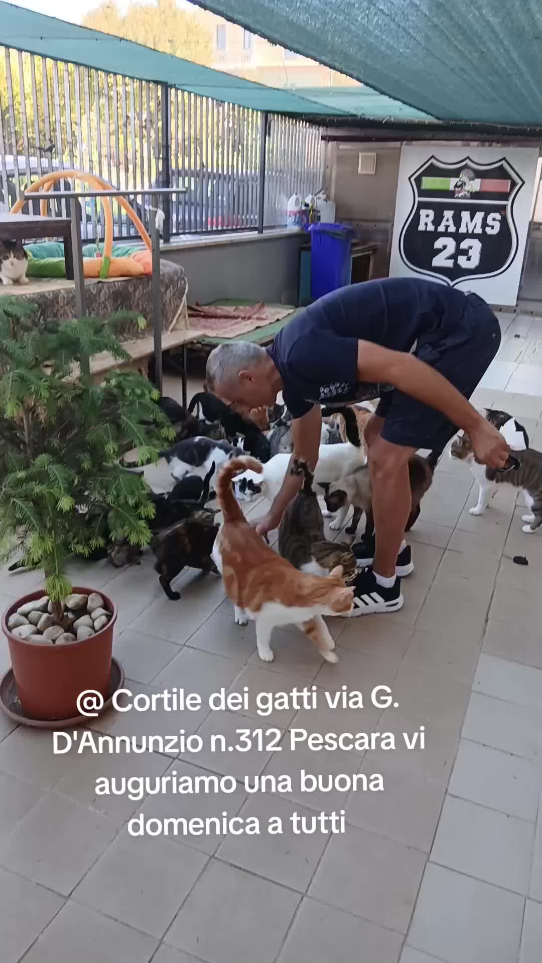 @@ Cortile dei gatti