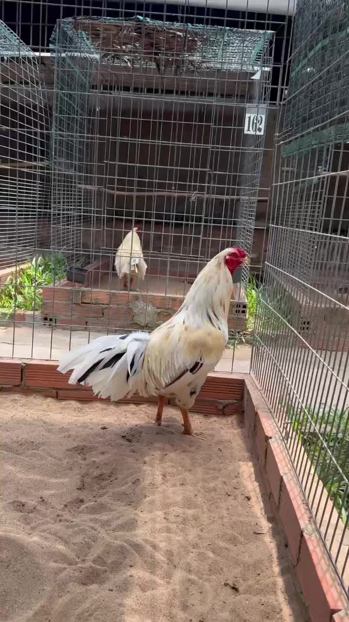 @Quốc Bảo ( baosting)