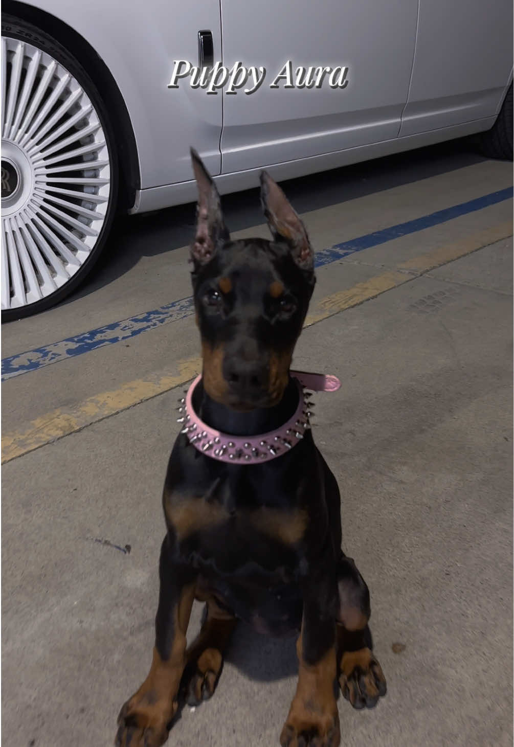 @The doberman girl🖤