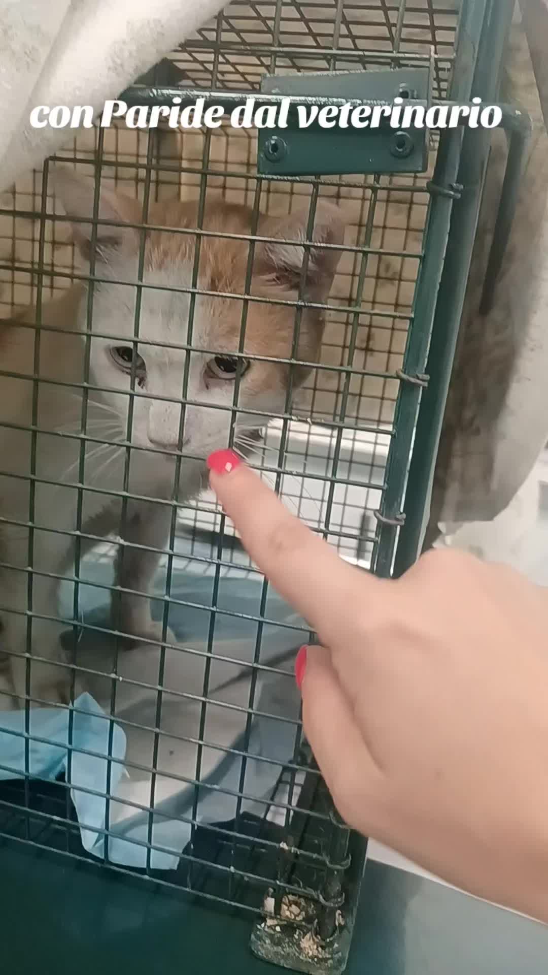 @amica dei gatti