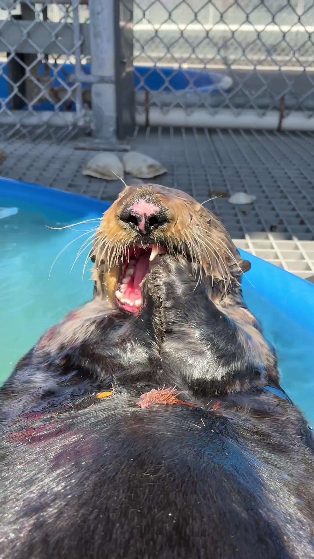@Marine Mammal Rescue Society