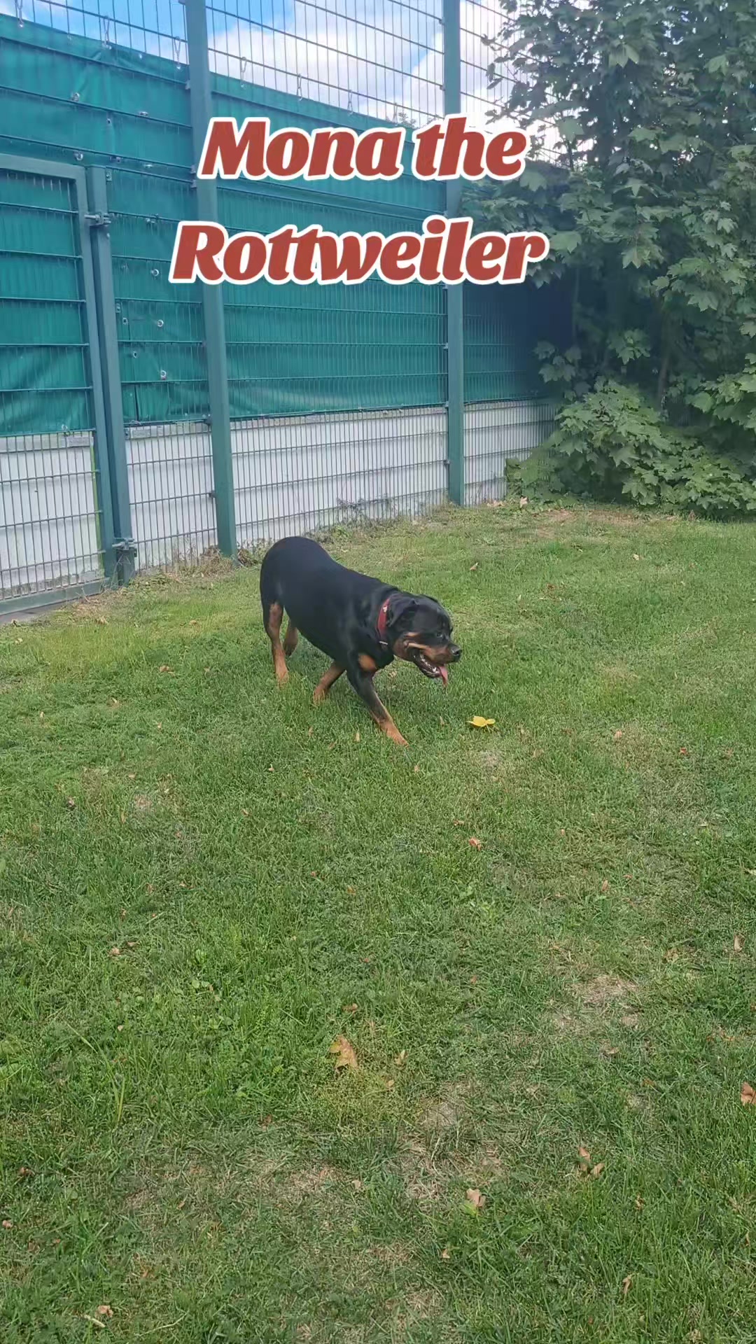 @Mona the Rottweiler