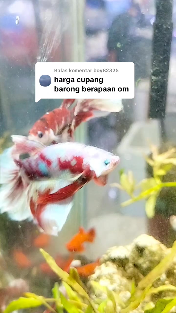 @UniJambi_Aquarium