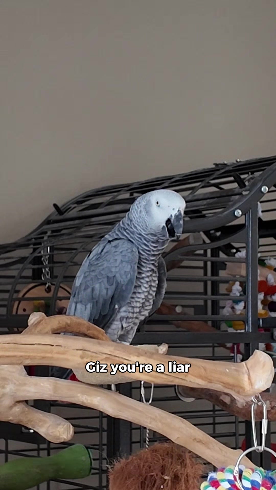 @Gizmo The Grey Bird